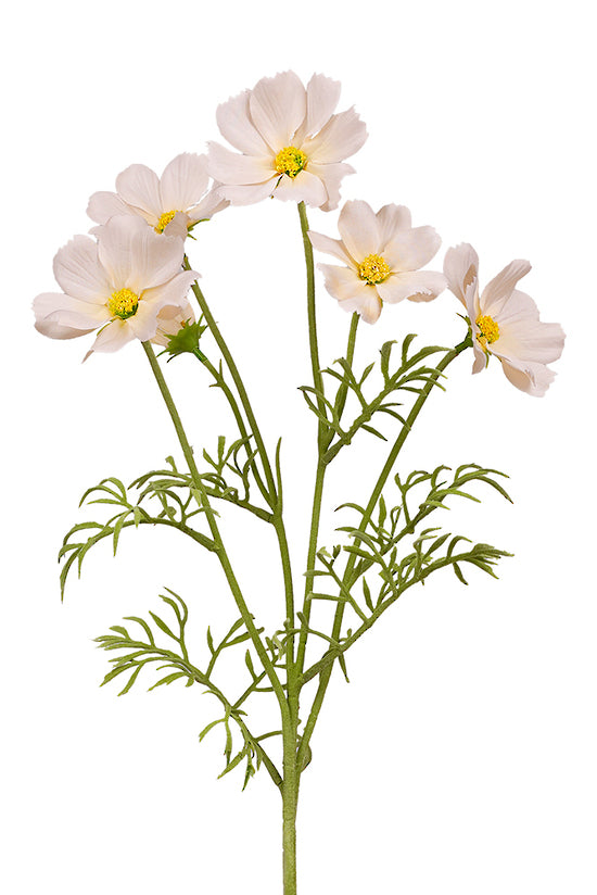 Cosmos Spray