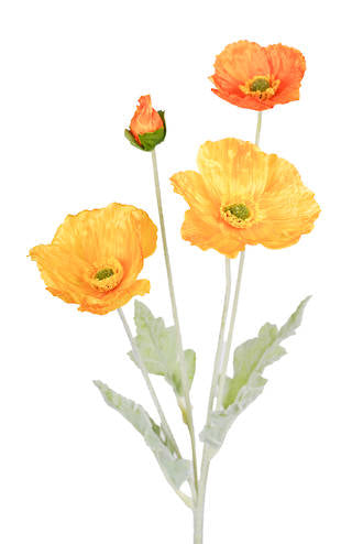Iceland Poppy Spray