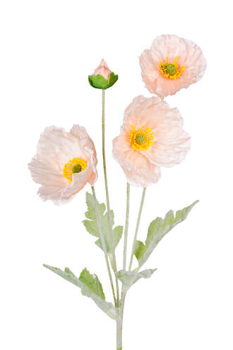 Iceland Poppy Spray