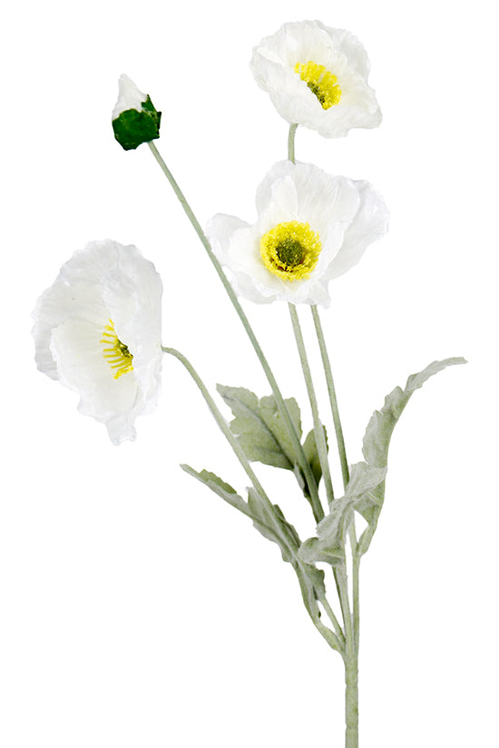 Iceland Poppy Spray