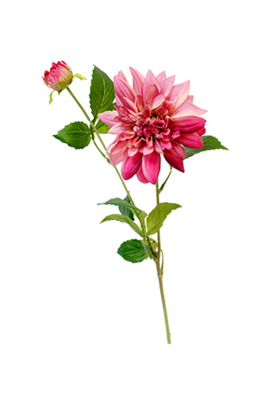 Carmen Dahlia Stem