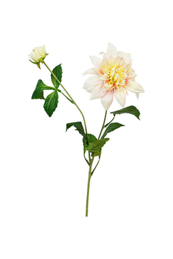 Carmen Dahlia Stem