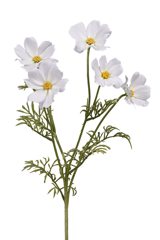 Cosmos Spray