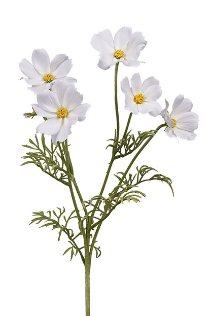 Cosmos Spray