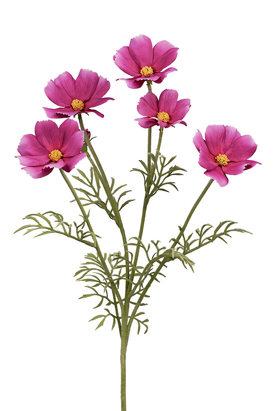 Cosmos Spray