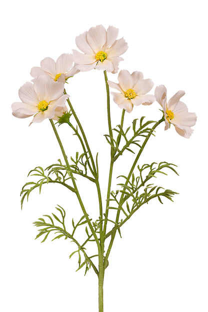 Cosmos Spray