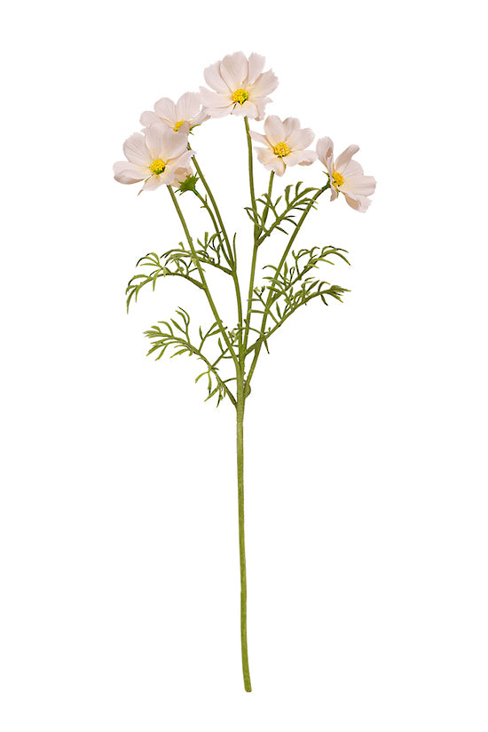 Cosmos Spray