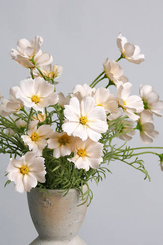 Cosmos Spray