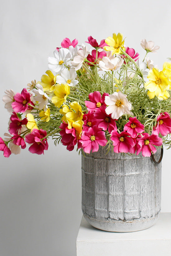 Cosmos Spray