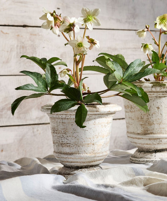 Urn Planter Rustic White Large
